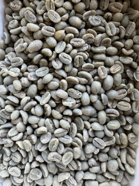 画像2: 〈生豆800g〉エチオピア・イリカチャフィベレカG1・ウォッシュド (2)