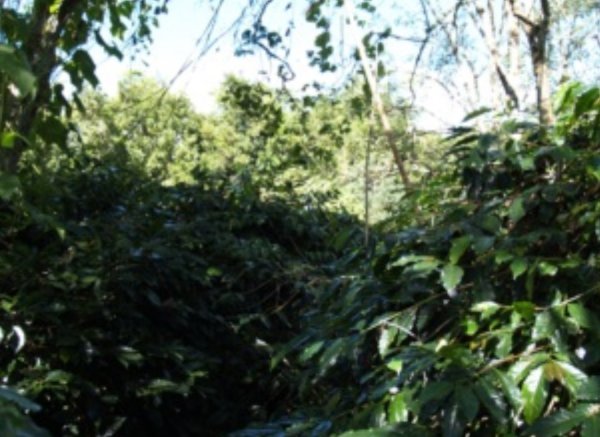 画像5: 〈焙煎豆500g〉マンデリンビンタンリマ (5)