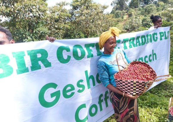 画像2: 〈焙煎豆200g〉エチオピア・ゲイシャ　ホワイトリリーG1（ウォッシュト） (2)