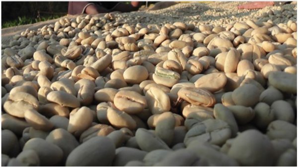 画像1: 〈焙煎豆200g〉エチオピア・ゲイシャ　ホワイトリリーG1（ウォッシュト） (1)